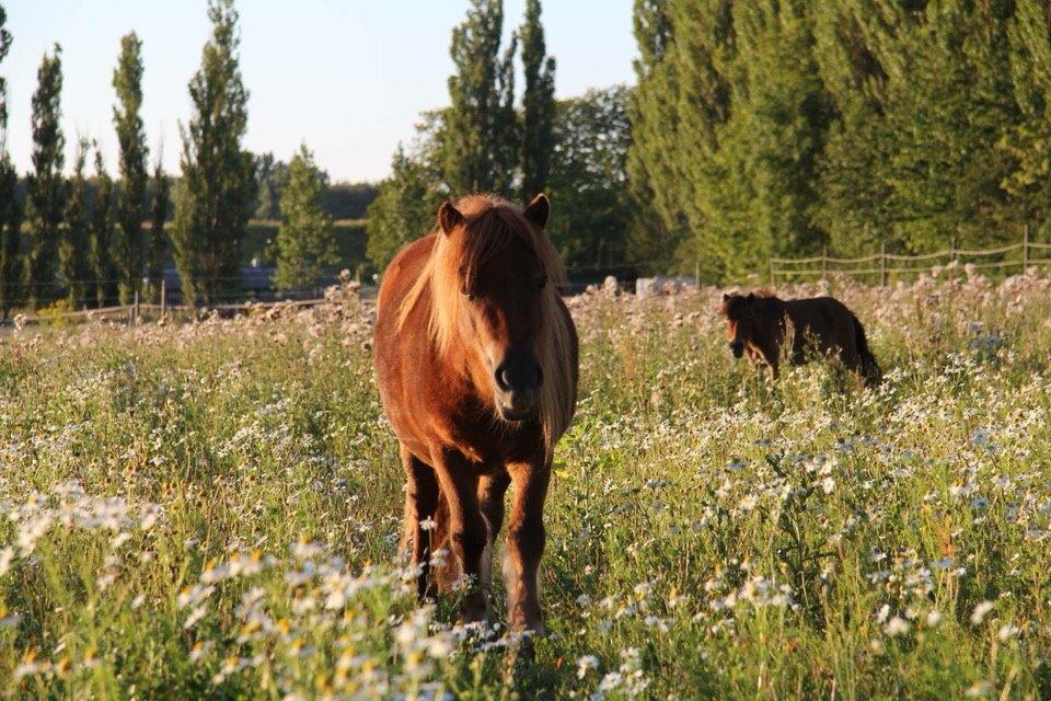 Shetlænder Markeslevgårds Eskild billede 10