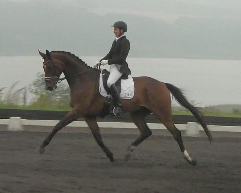 Dansk Varmblod Krones Caspian billede 14