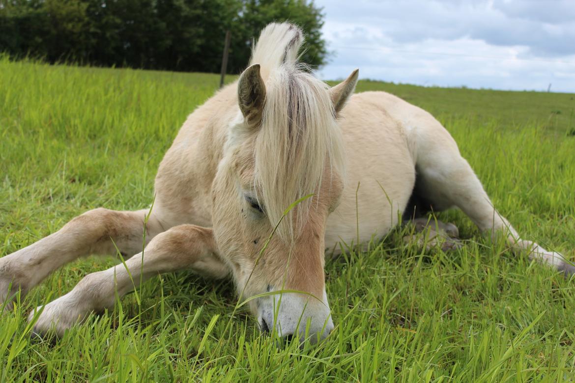 Fjordhest Lau billede 9