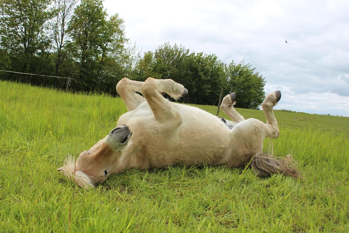 Fjordhest Lau billede 10