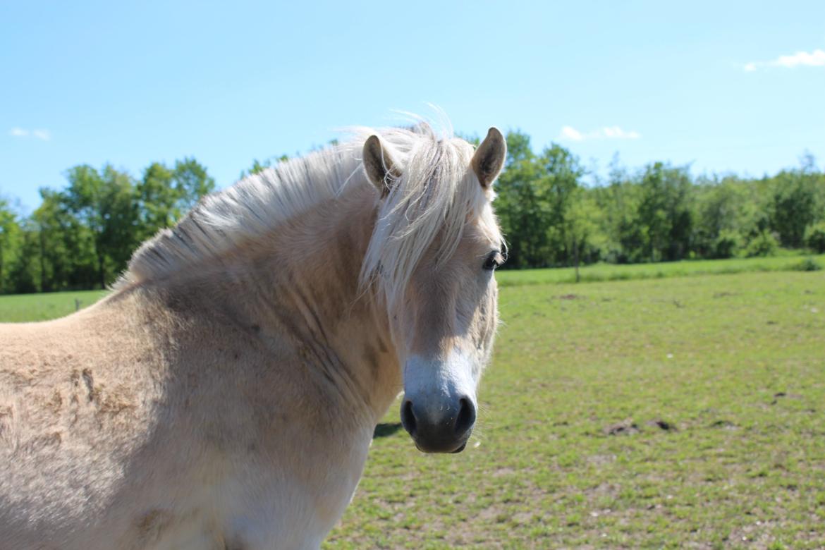 Fjordhest Lau billede 11