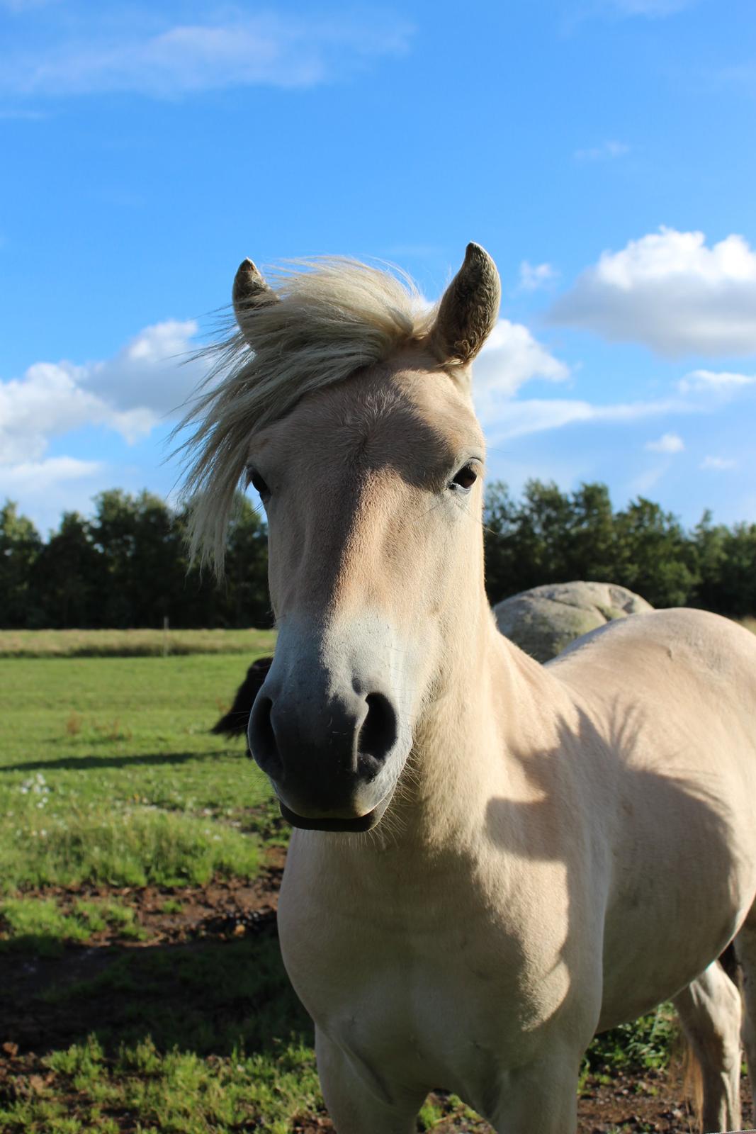 Fjordhest Lau - Hejsa! billede 1