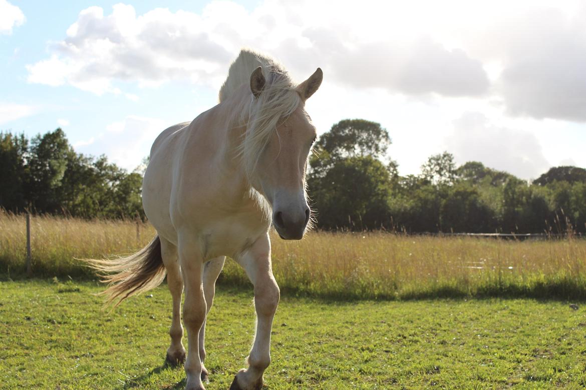 Fjordhest Lau billede 2