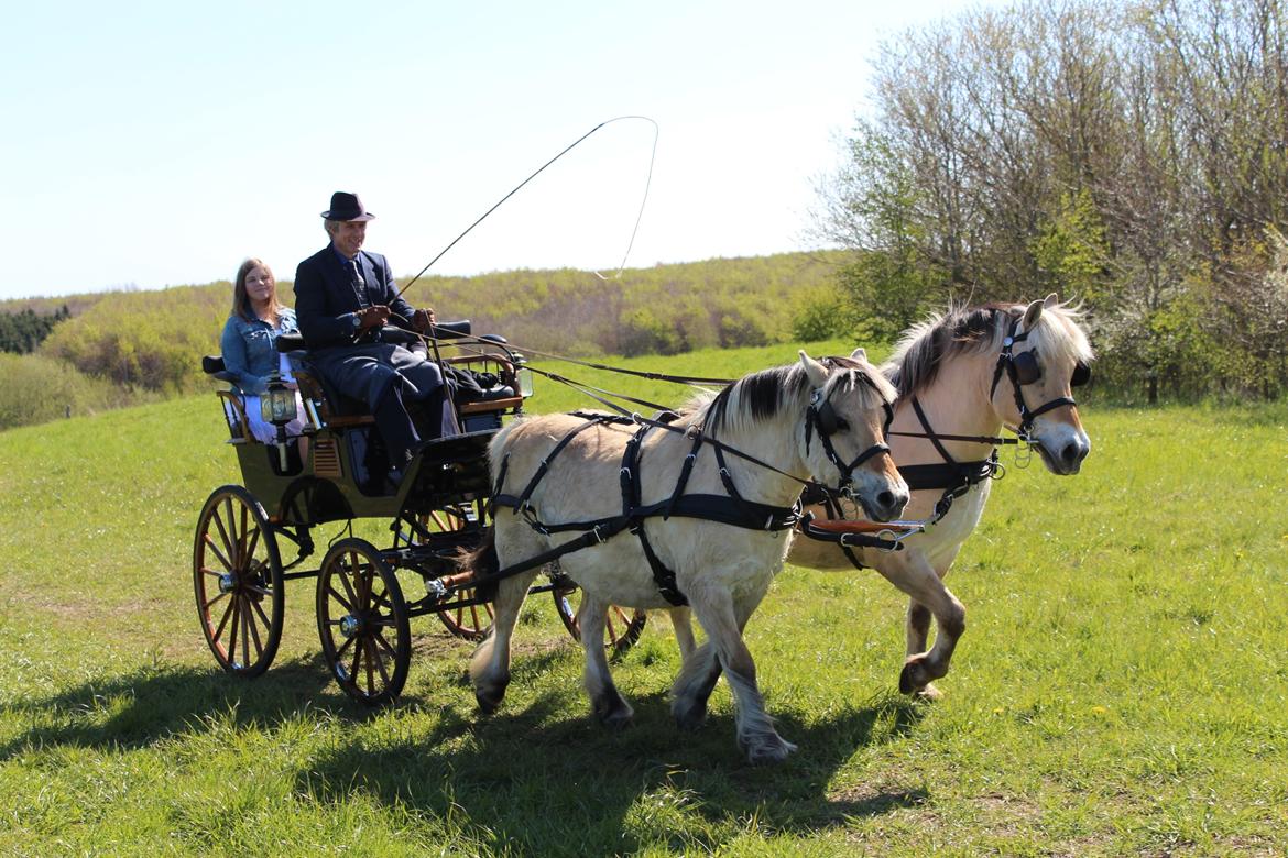 Fjordhest Måneskin - Min konfirmation. <3 billede 4