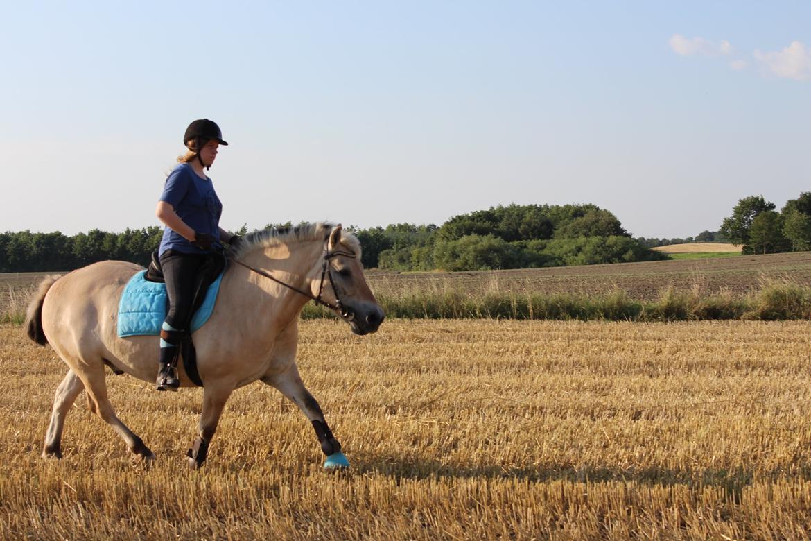Fjordhest Luckas billede 13