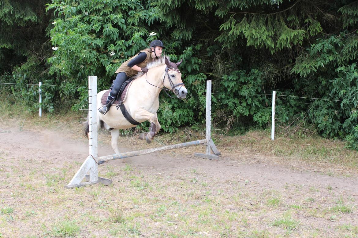 Fjordhest Luckas - Spring :D billede 19