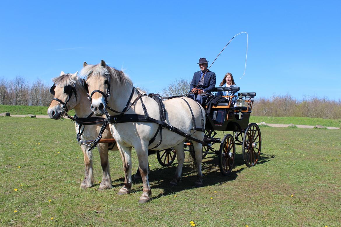 Fjordhest Luckas - Konfirmation <3 billede 10