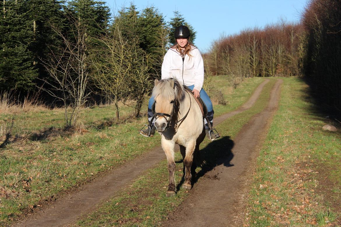Fjordhest Luckas - Ture i skoven <3 billede 3