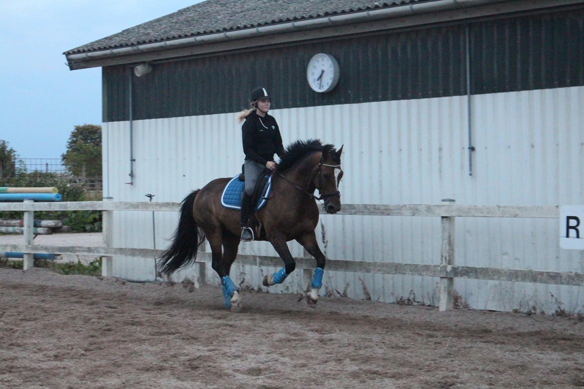 Anden særlig race Jamie (fedtmule) - den 12-09-15 billede 20