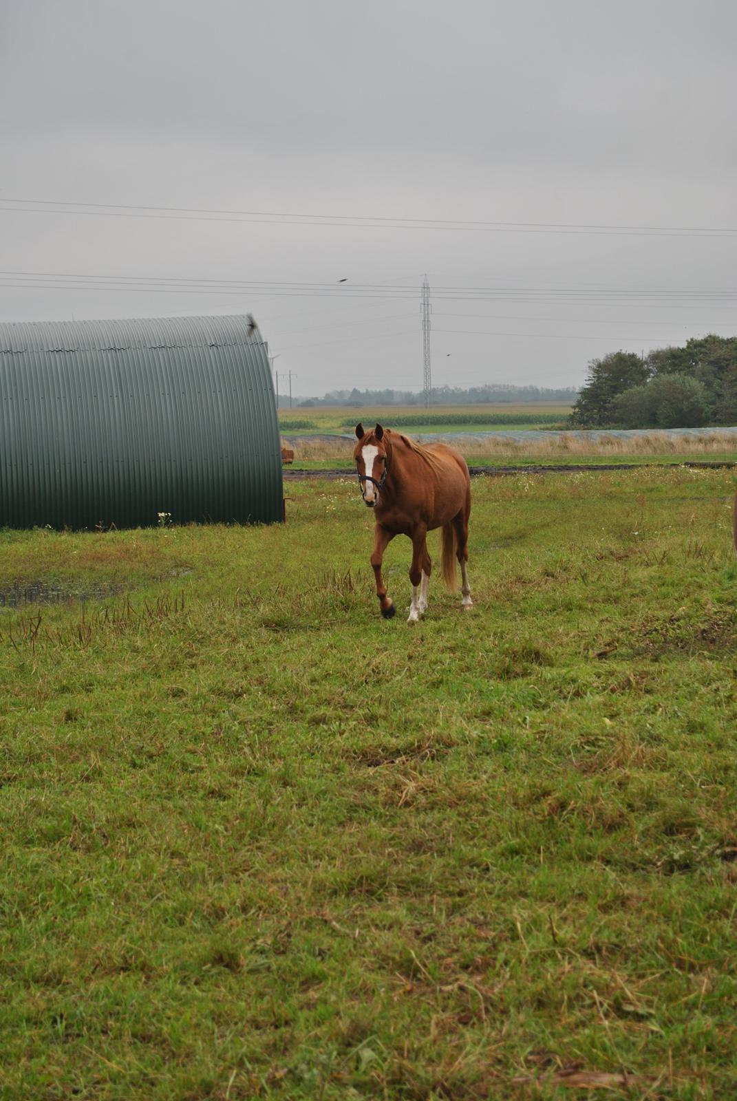 DSP Djuska A Egelykken - 13.09.2015 billede 8