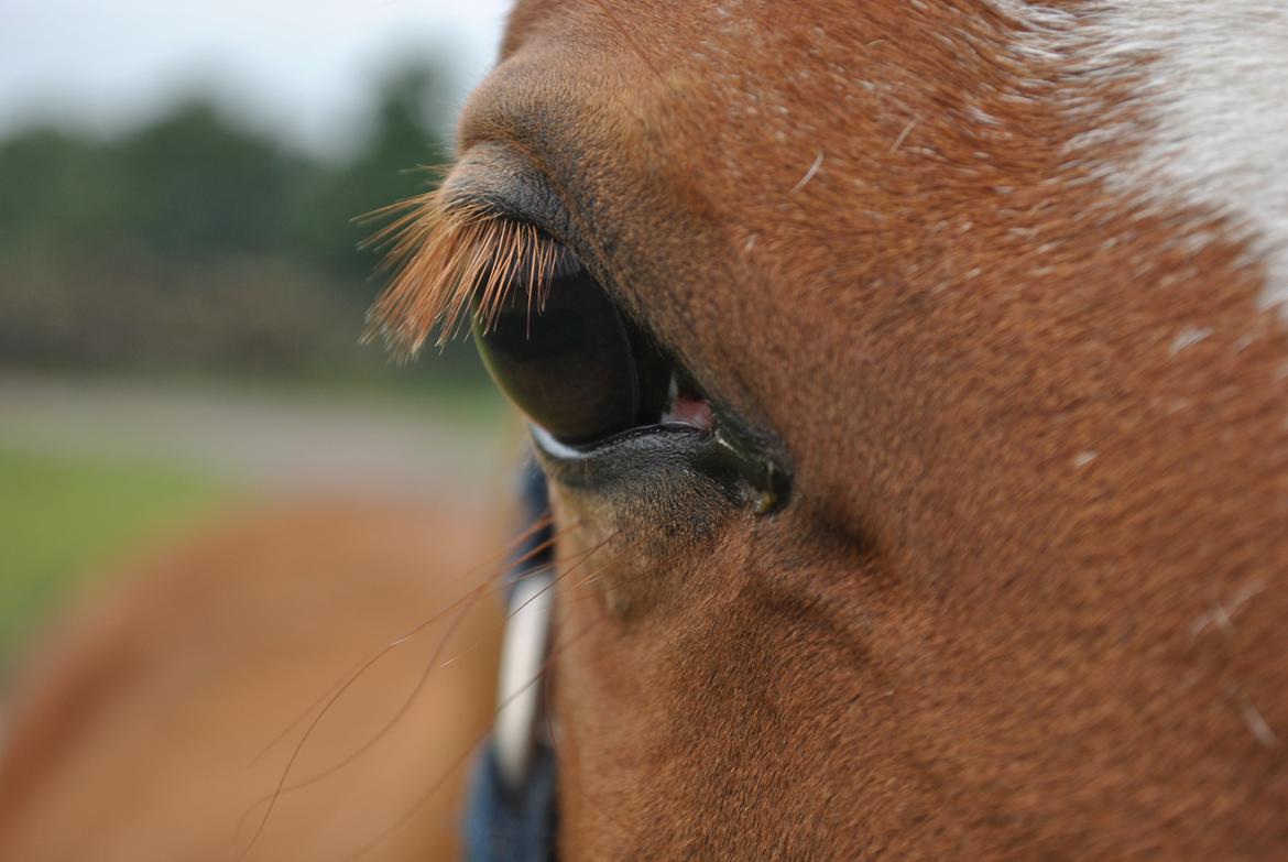 DSP Djuska A Egelykken - 13.09.2015 billede 6