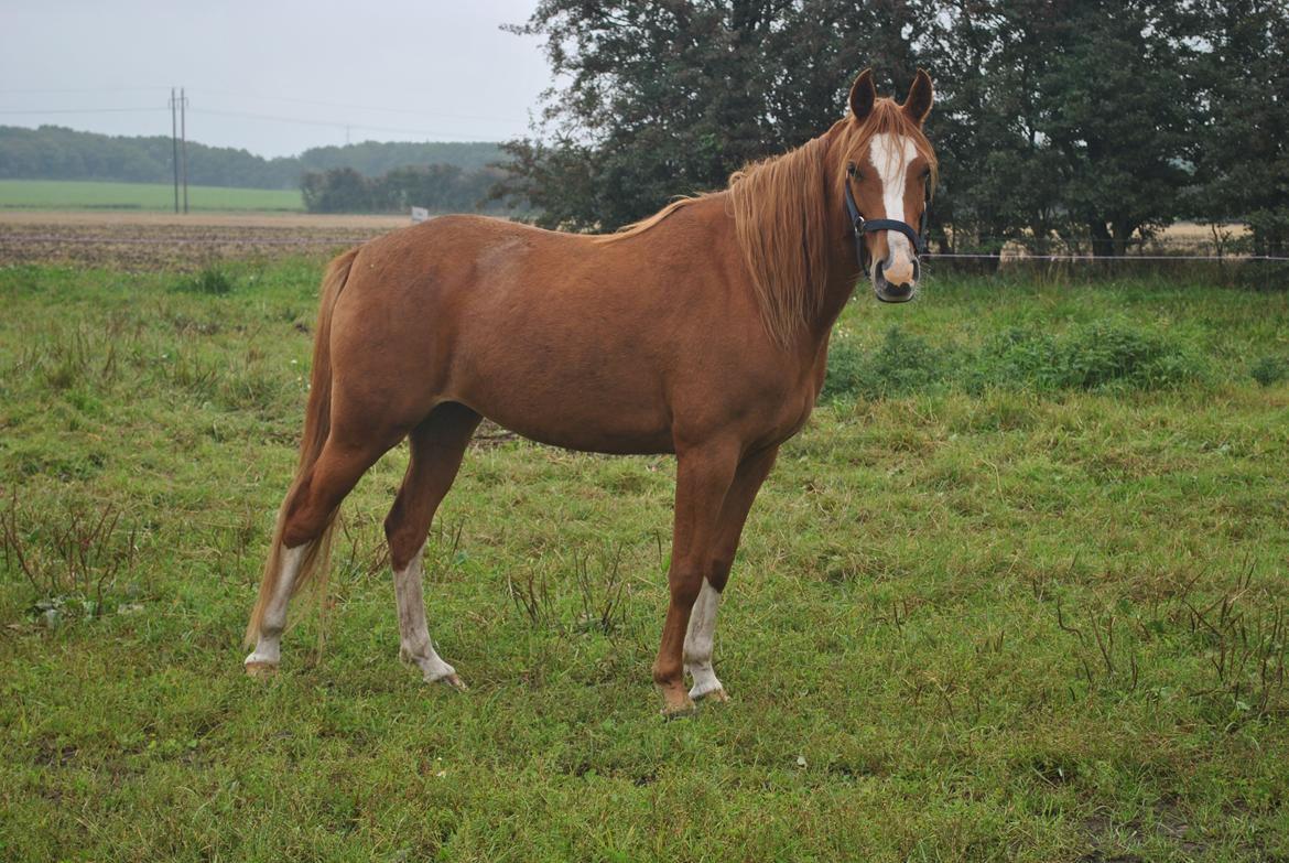 DSP Djuska A Egelykken - 13.09.2015 billede 9