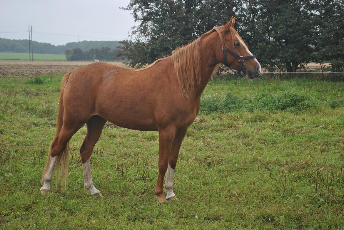 DSP Djuska A Egelykken - 13.09.2015 billede 7