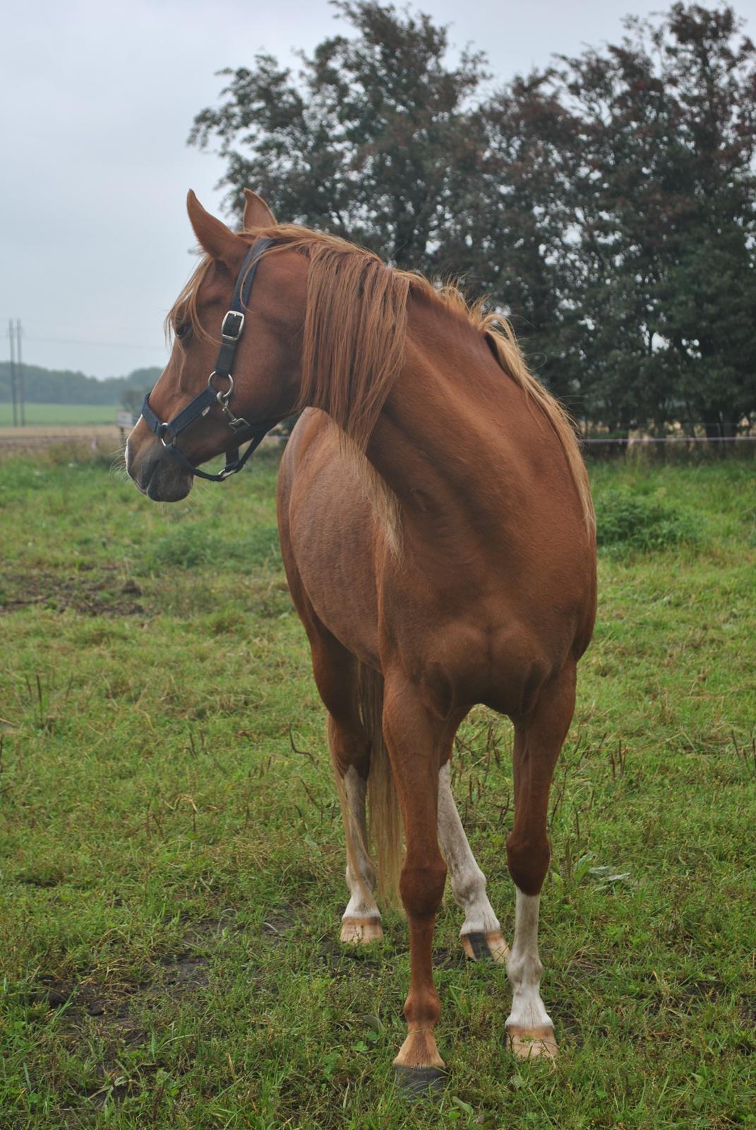 DSP Djuska A Egelykken - 13.09.2015 billede 10