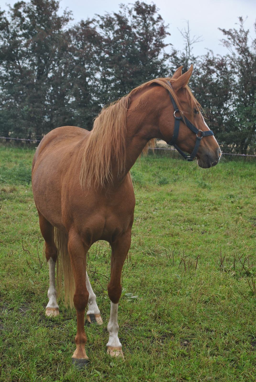 DSP Djuska A Egelykken - 13.09.2015 billede 5