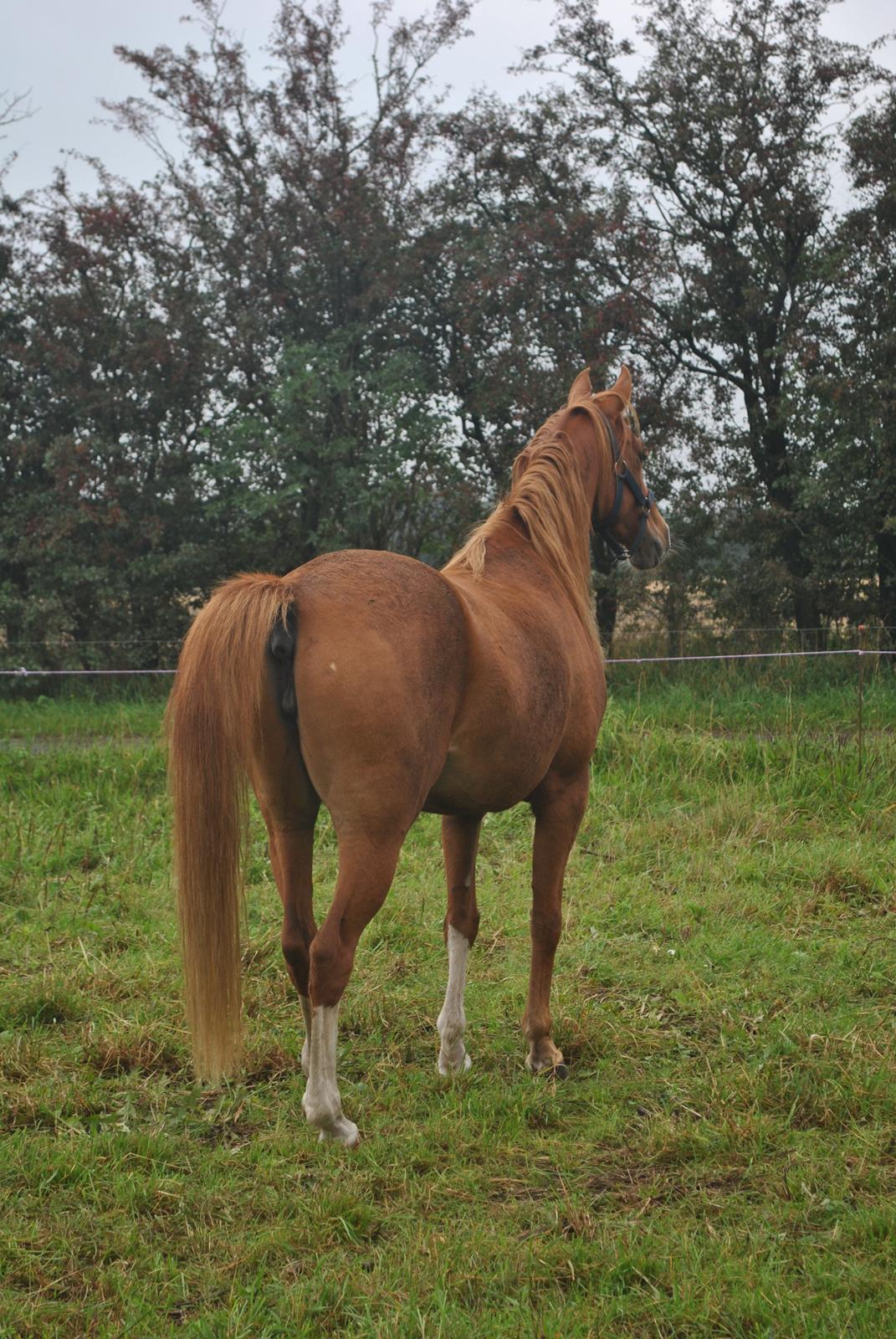 DSP Djuska A Egelykken - 13.09.2015 billede 11