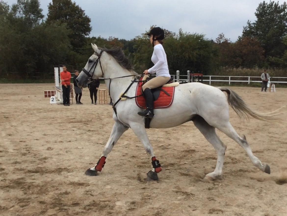 Belgisk varmblod Ilenkan billede 19