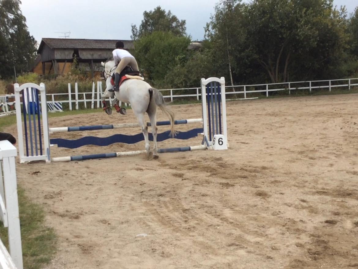 Belgisk varmblod Ilenkan billede 20