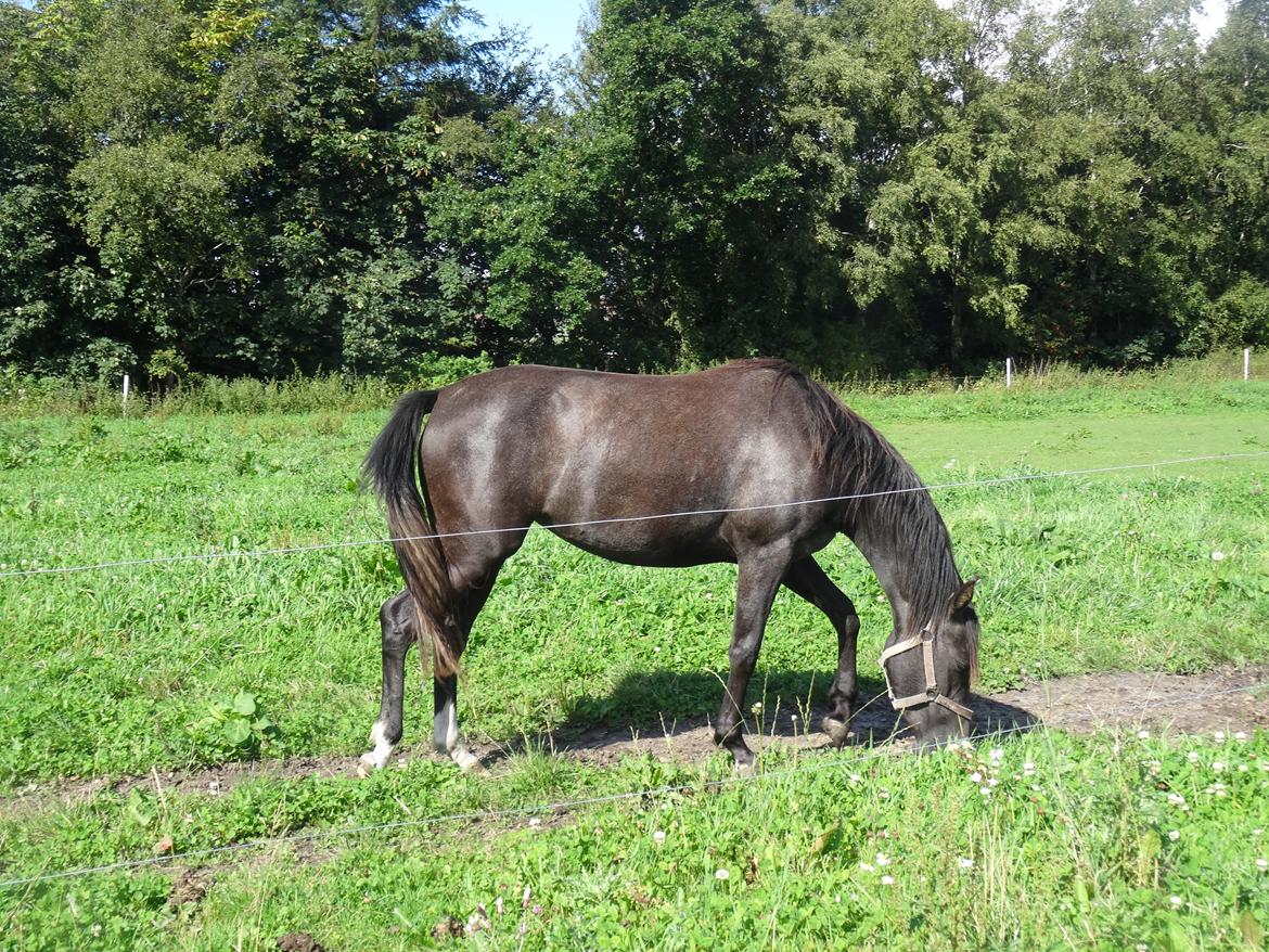 DSP Anto's La Diva billede 2