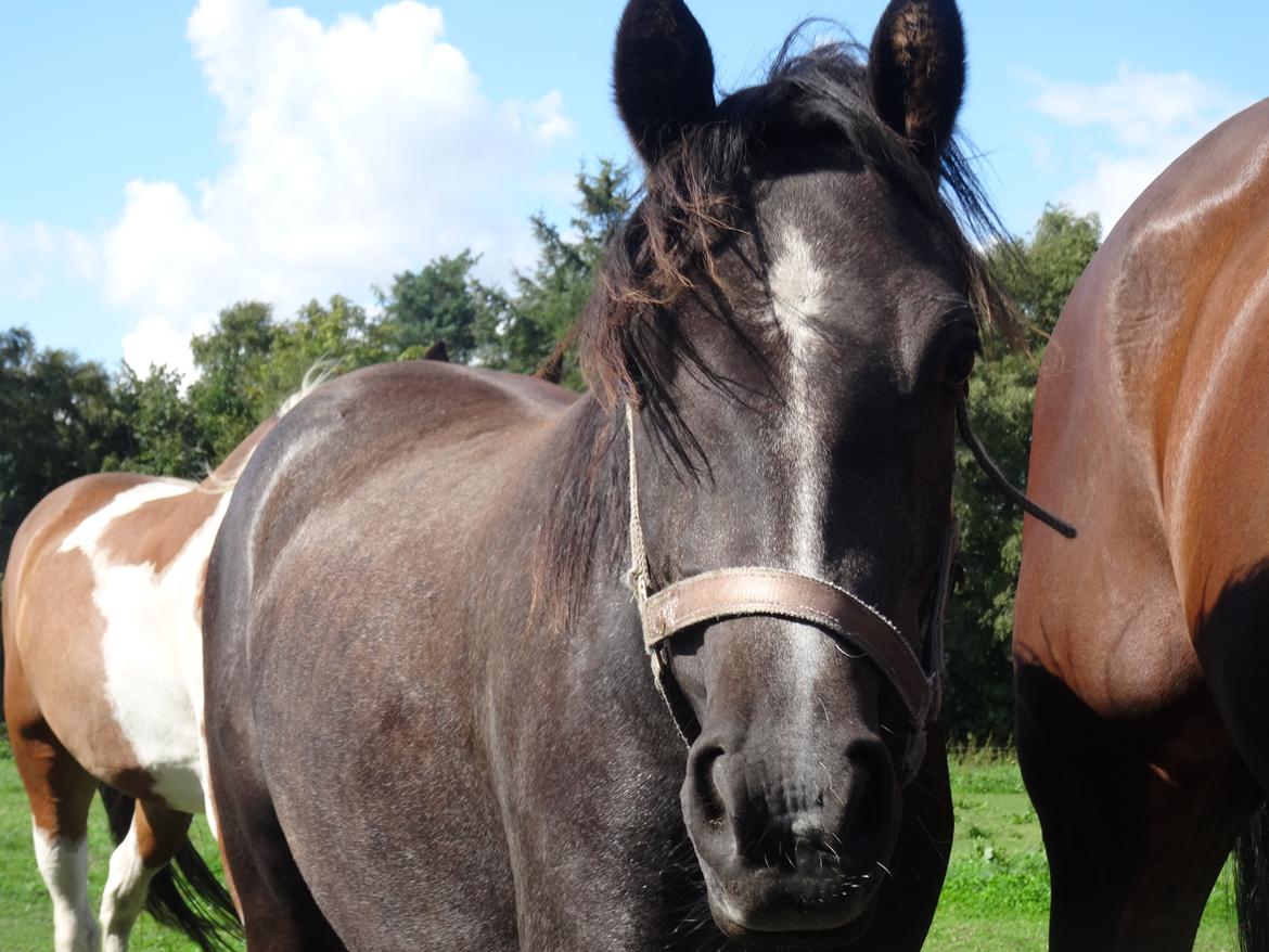 DSP Anto's La Diva billede 3