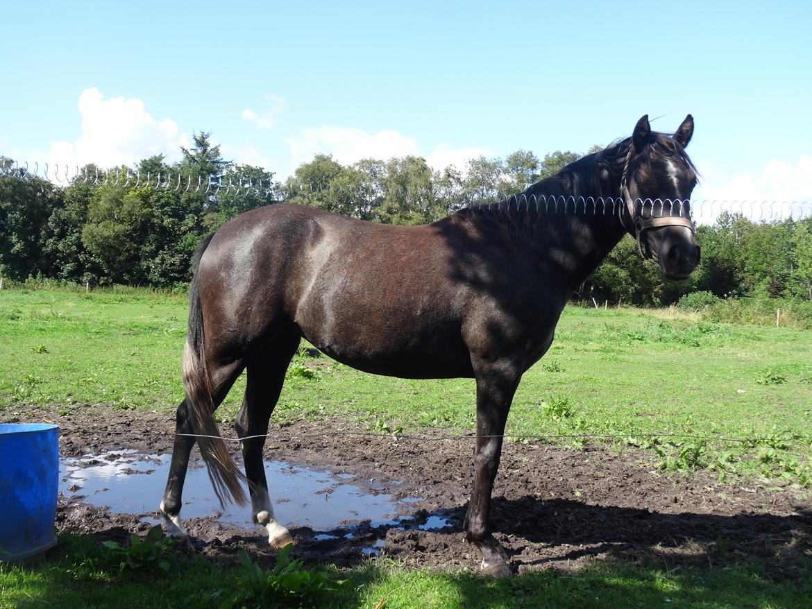 DSP Anto's La Diva billede 6