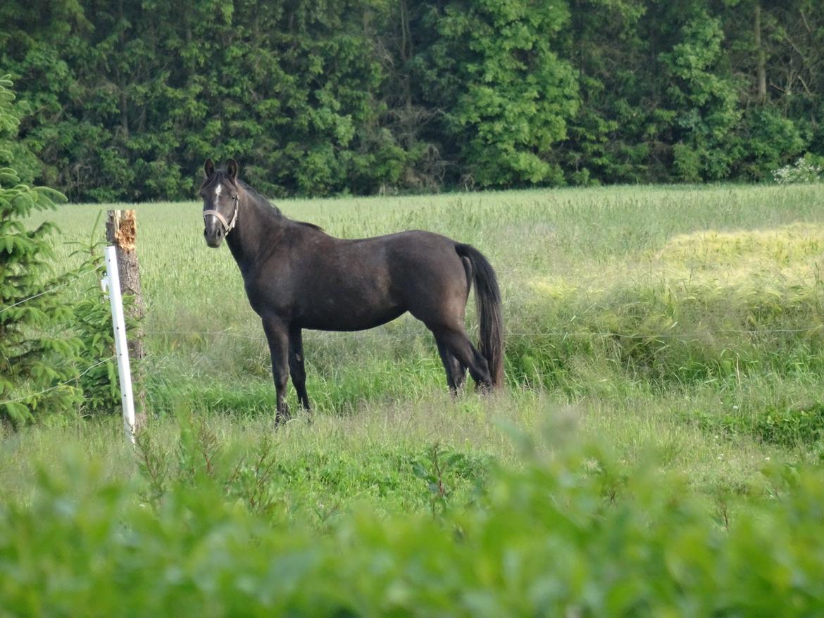 DSP Anto's La Diva billede 7