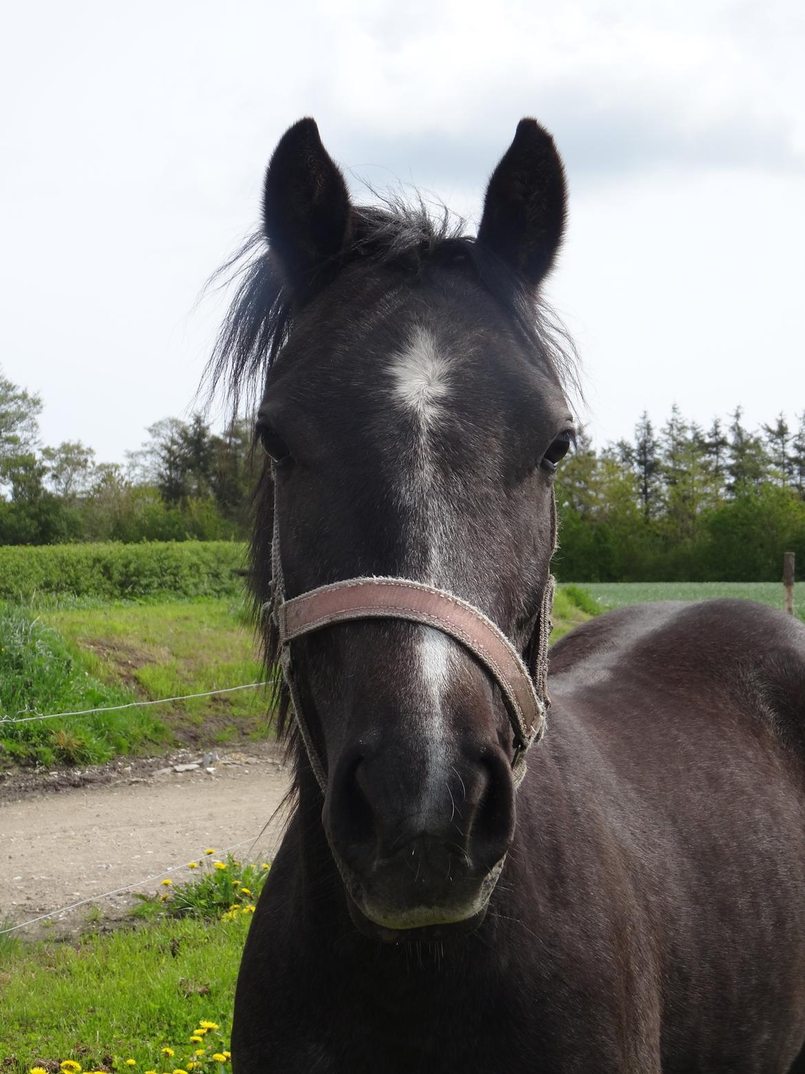 DSP Anto's La Diva billede 9