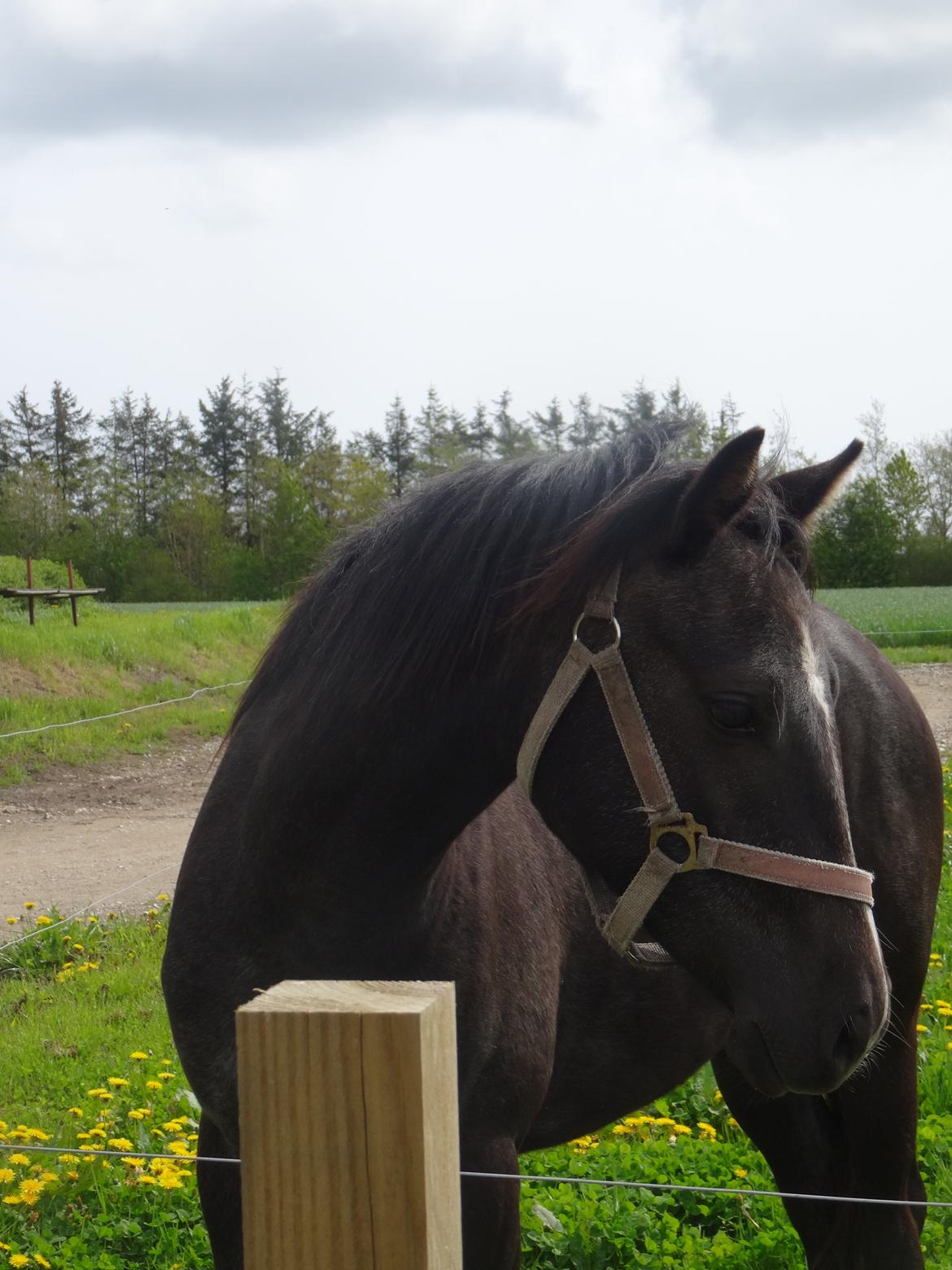 DSP Anto's La Diva billede 8