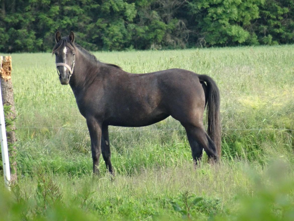 DSP Anto's La Diva billede 10