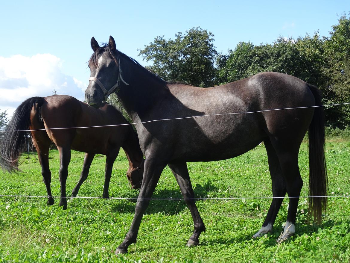 DSP Anto's La Diva billede 11