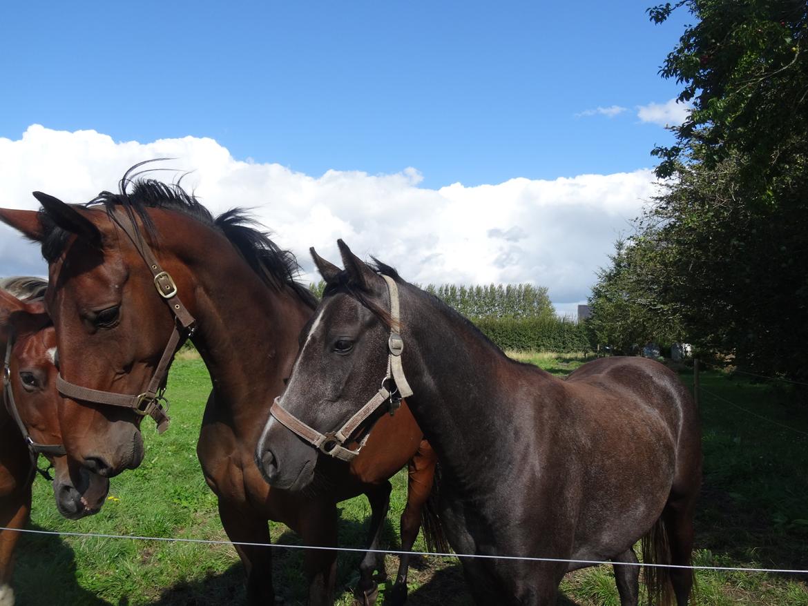 DSP Anto's La Diva billede 12