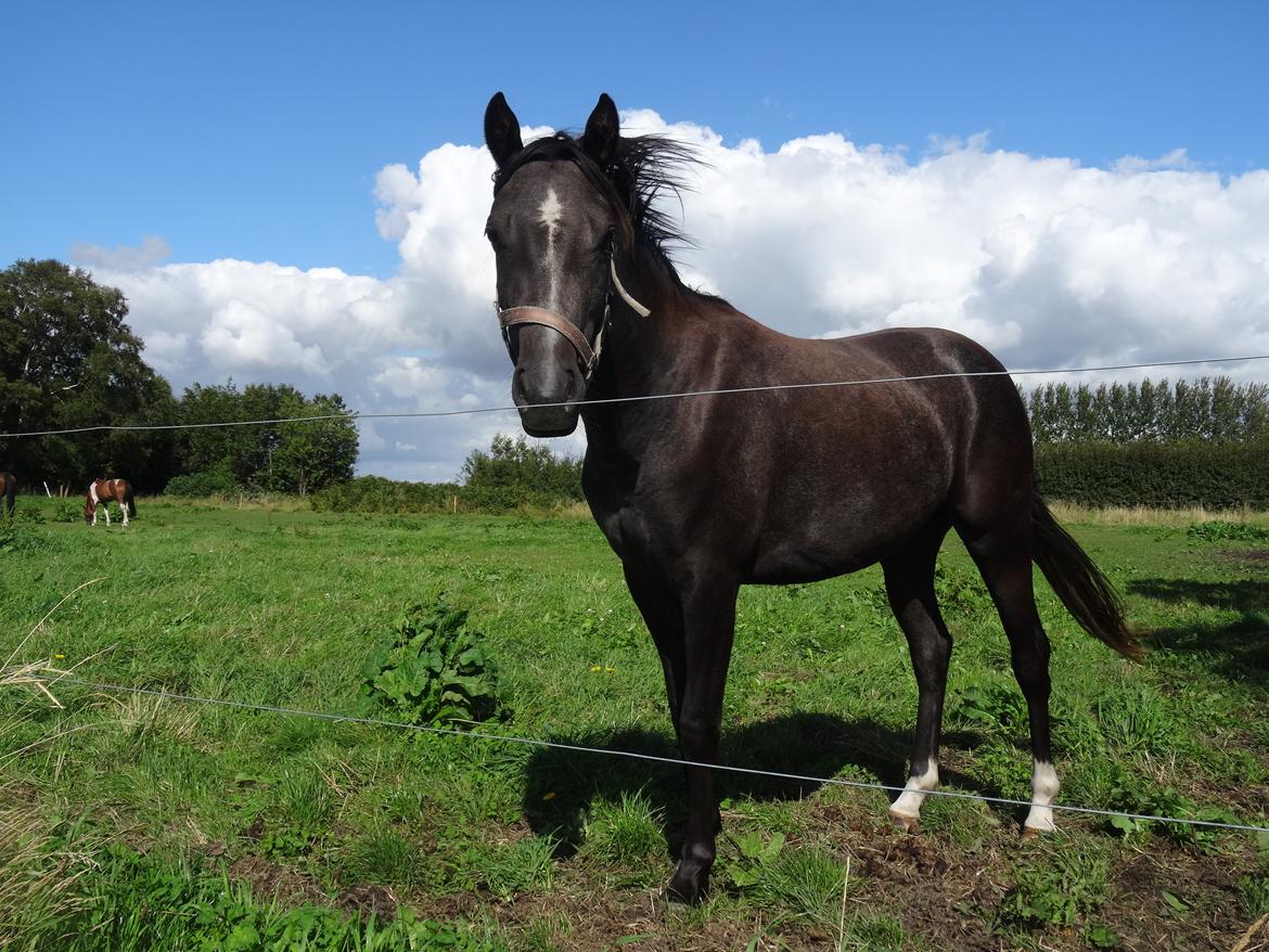 DSP Anto's La Diva billede 13