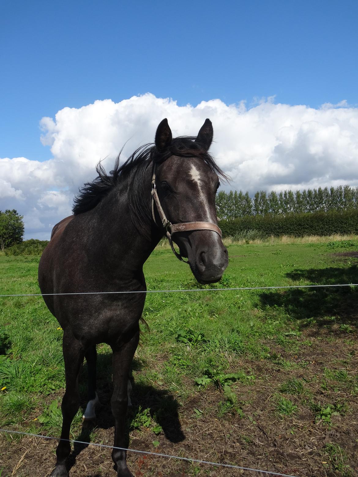 DSP Anto's La Diva billede 14