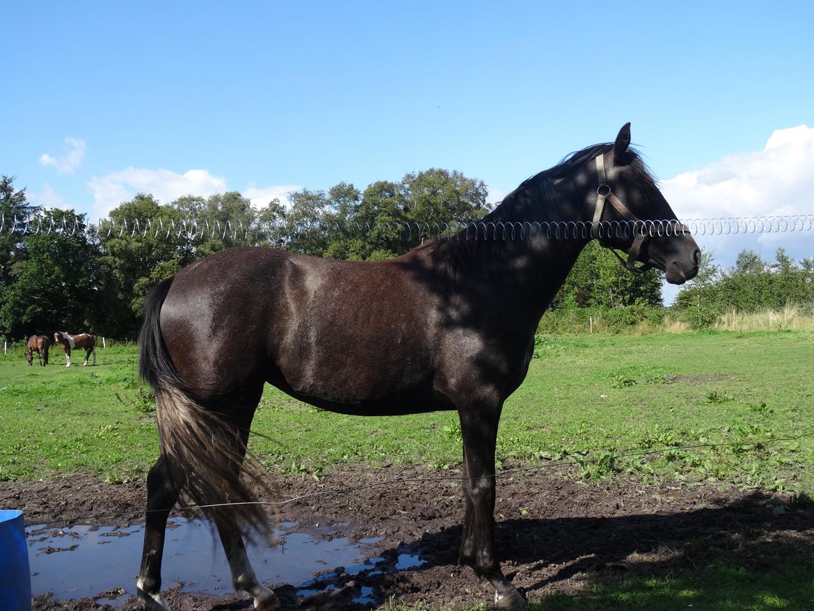 DSP Anto's La Diva billede 15