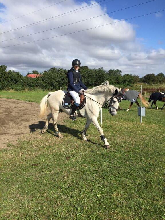 Anden særlig race Silver Shy billede 9