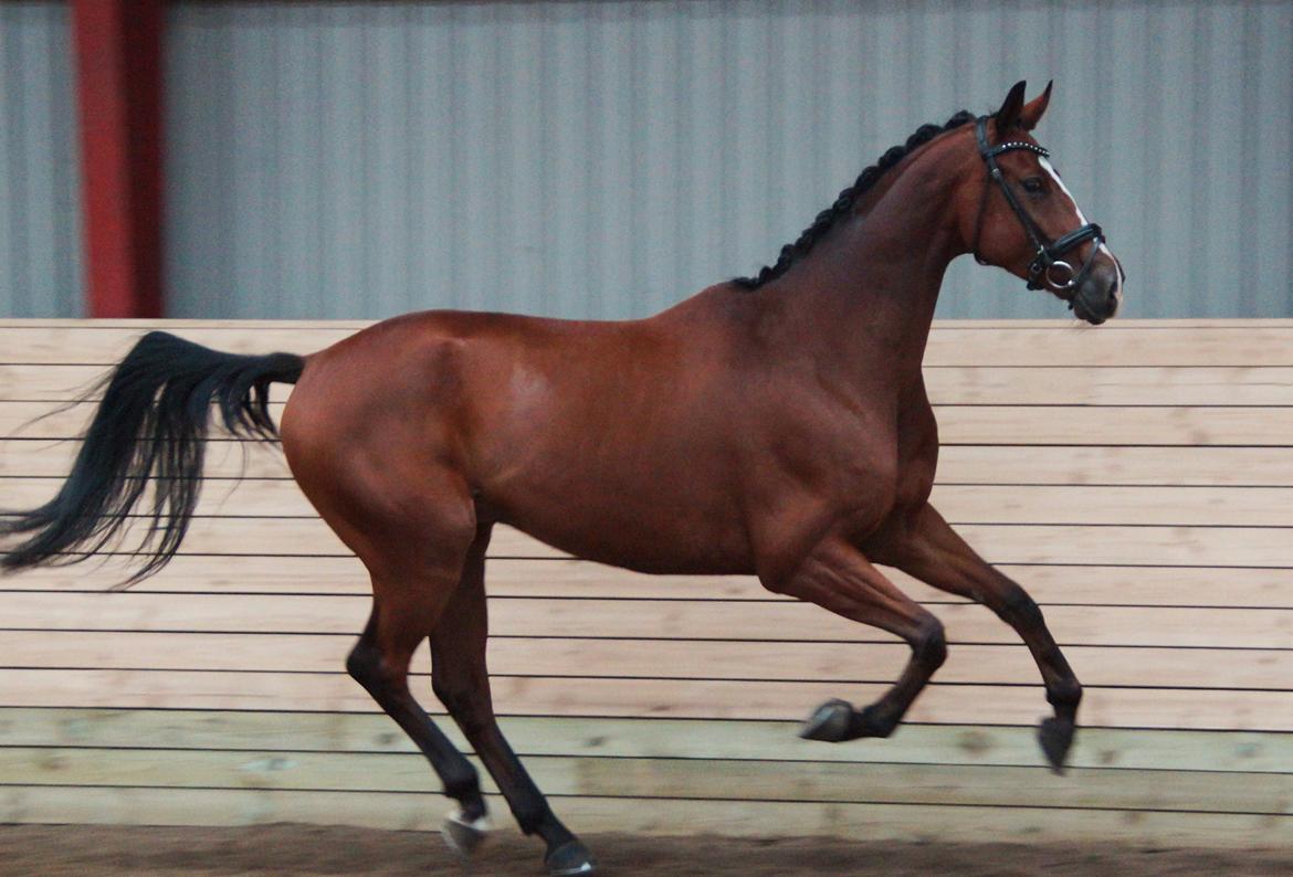 Dansk Varmblod Villumhøjs Picasso billede 17