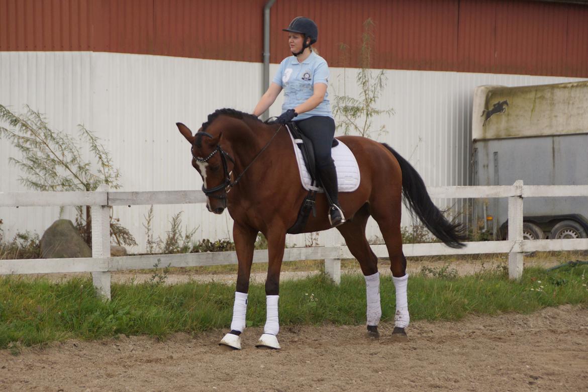 Dansk Varmblod Villumhøjs Picasso billede 6