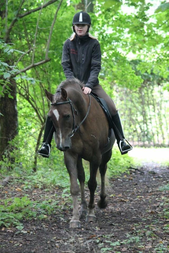 New Forest Adian  billede 2