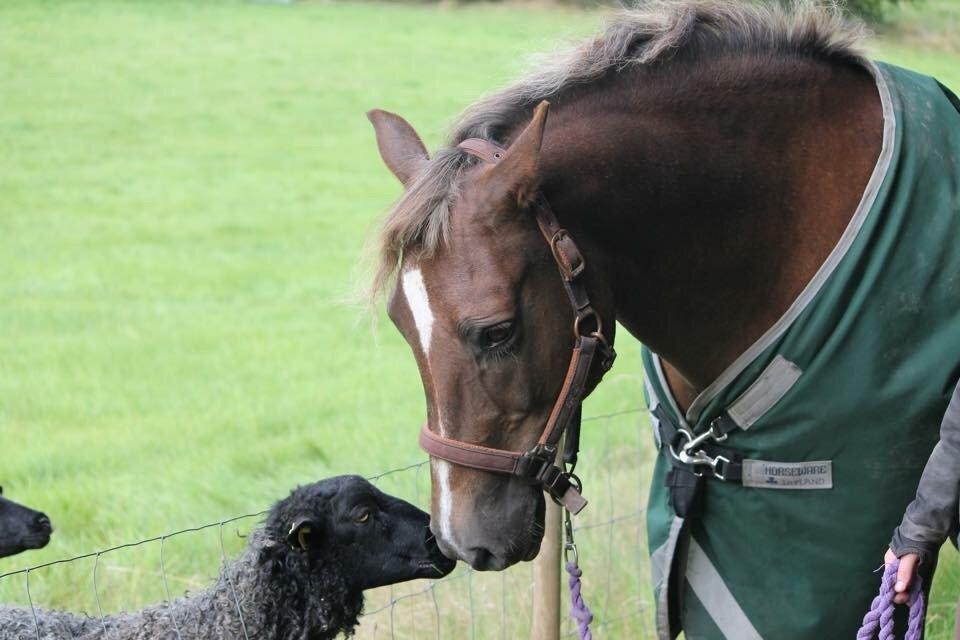 New Forest Adian  billede 1