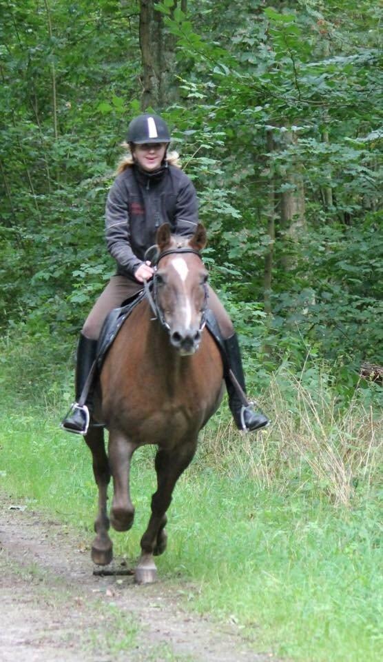 New Forest Adian  billede 4