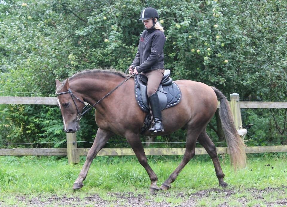 New Forest Adian  billede 5