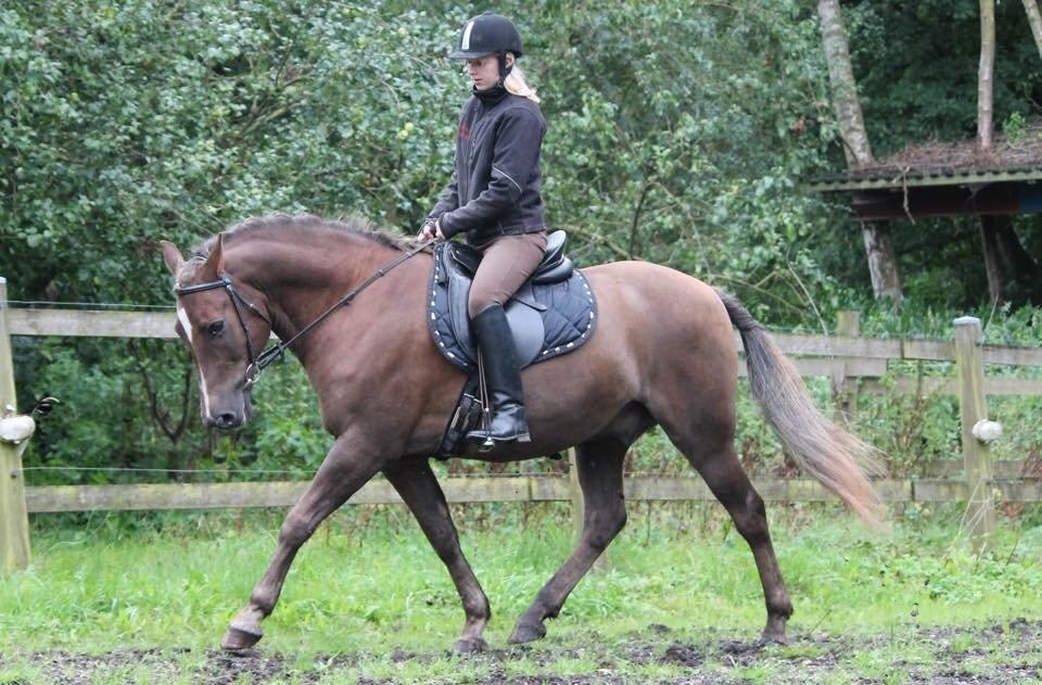 New Forest Adian  billede 6