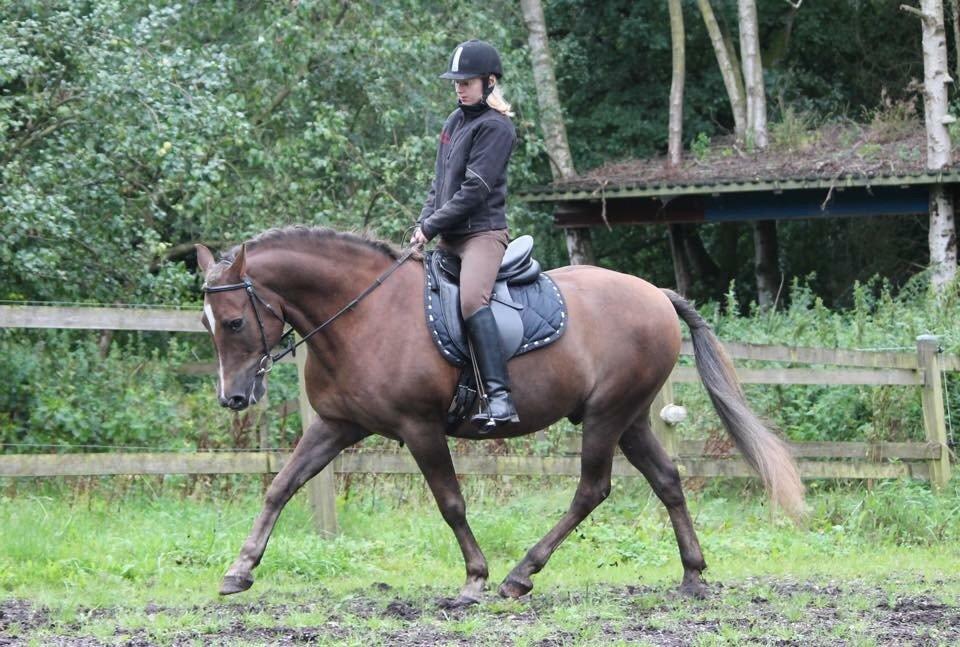 New Forest Adian  billede 7