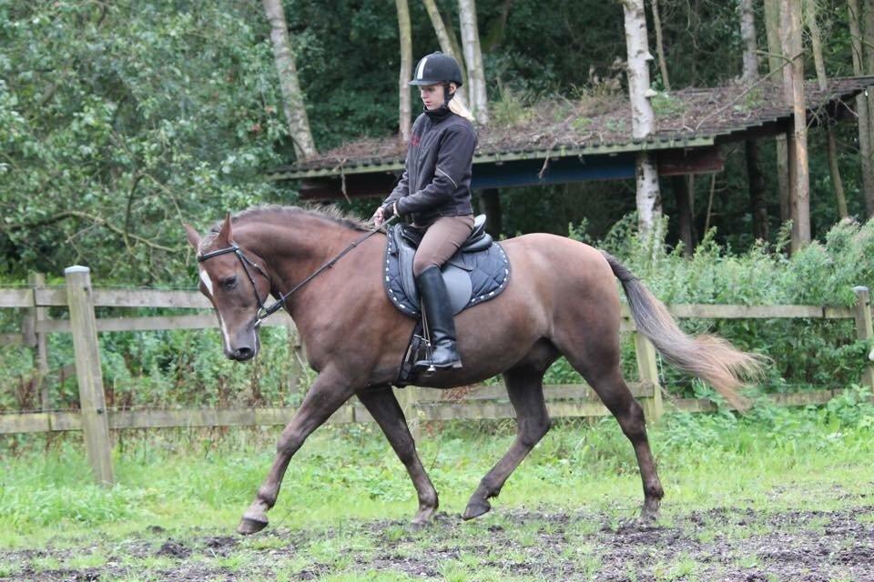 New Forest Adian  billede 8