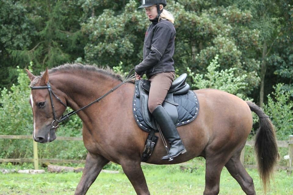 New Forest Adian  billede 9