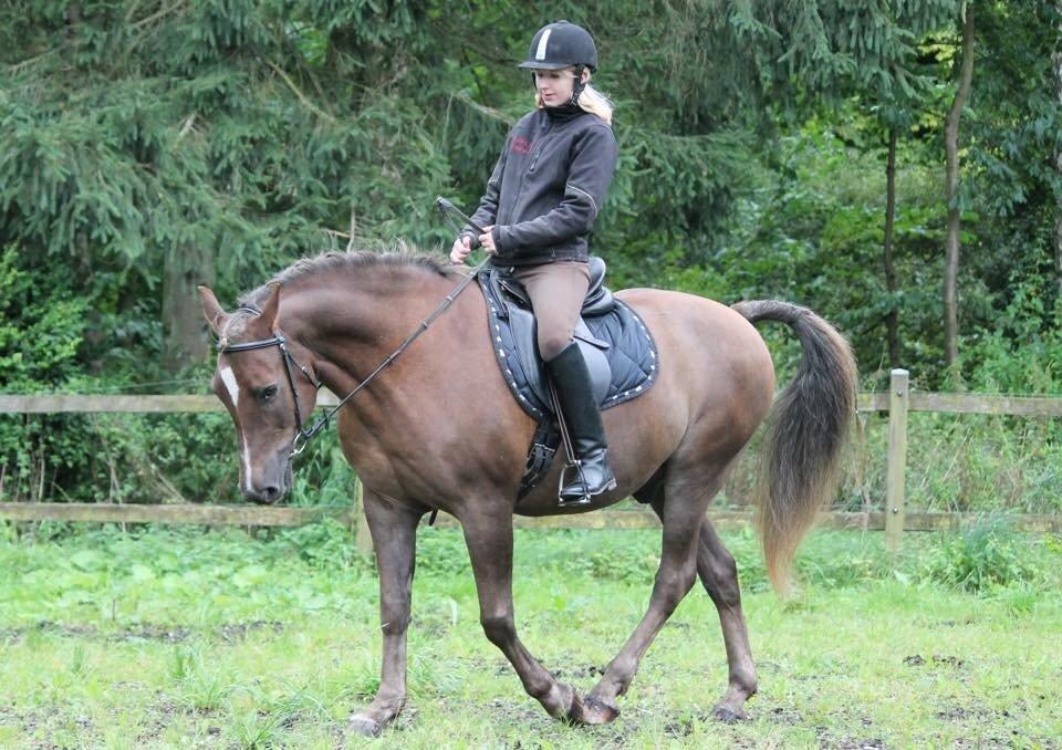 New Forest Adian  billede 10