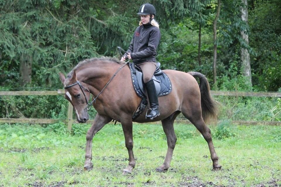 New Forest Adian  billede 11