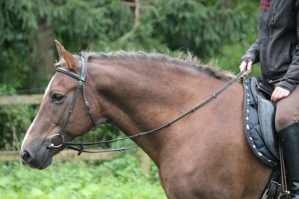 New Forest Adian  billede 12