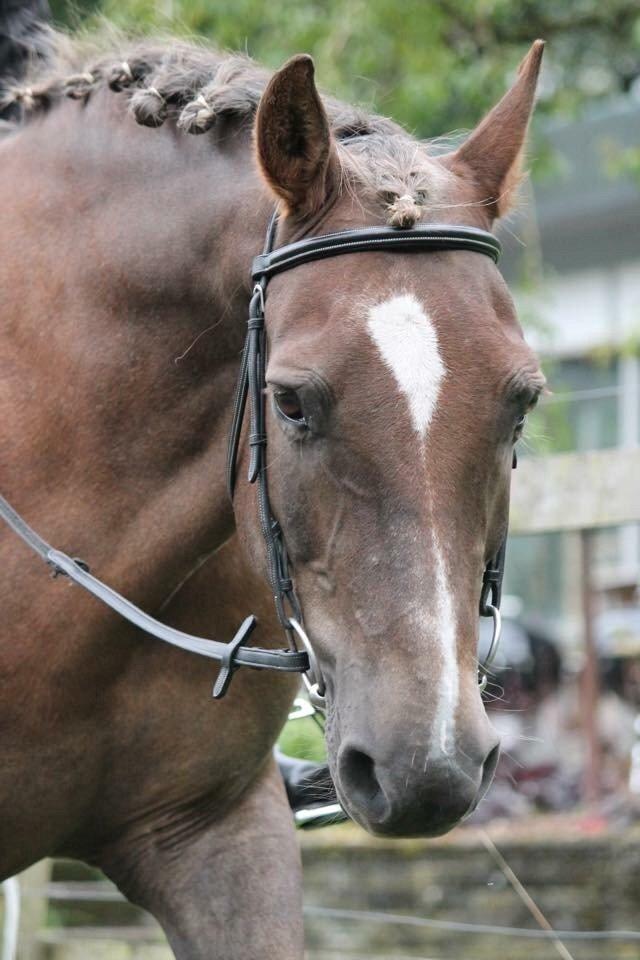 New Forest Adian  billede 13