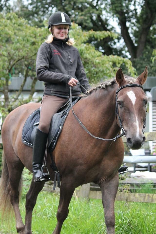 New Forest Adian  billede 14